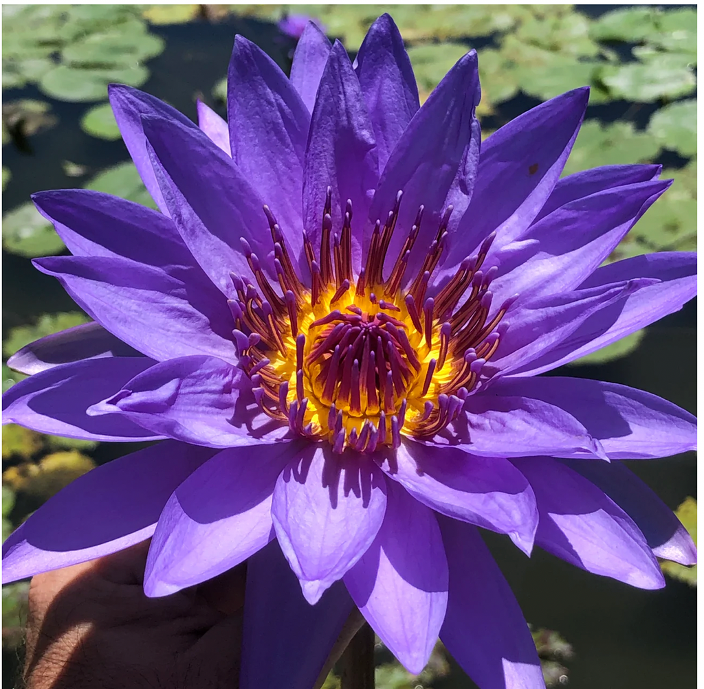 Into the Deep Blue Lotus