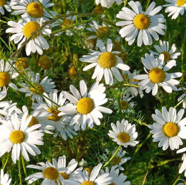 Chamomile flower